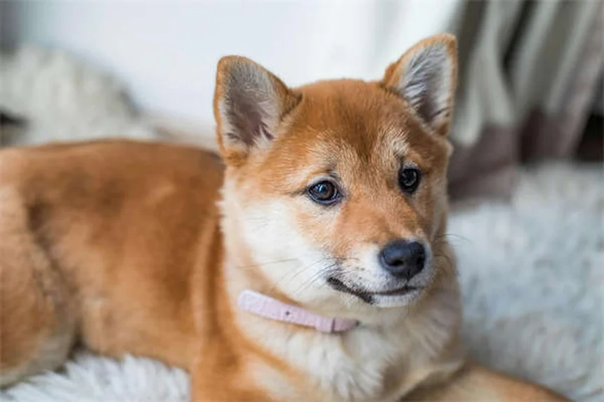 犬のため息の理由：リラックスだけじゃない5つの意味と見分け方