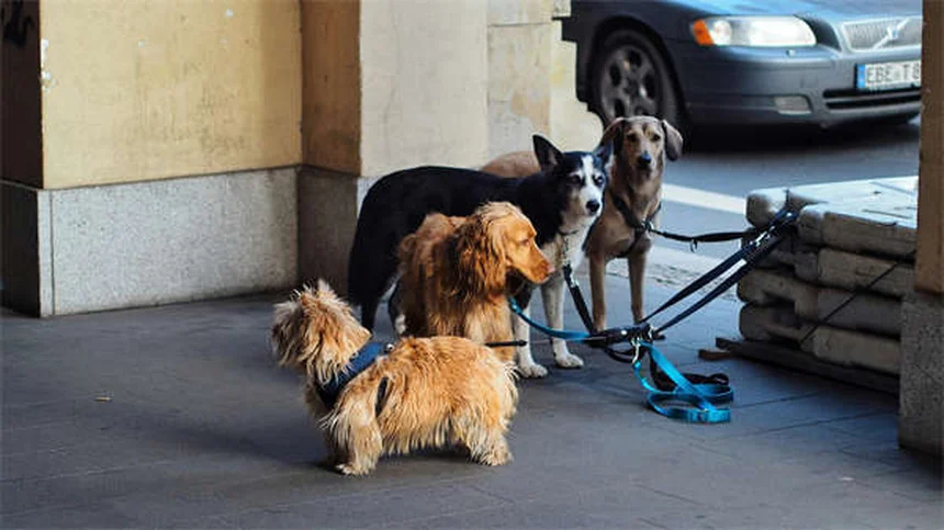 犬の肺がんの症状・原因・治療法を獣医師が徹底解説