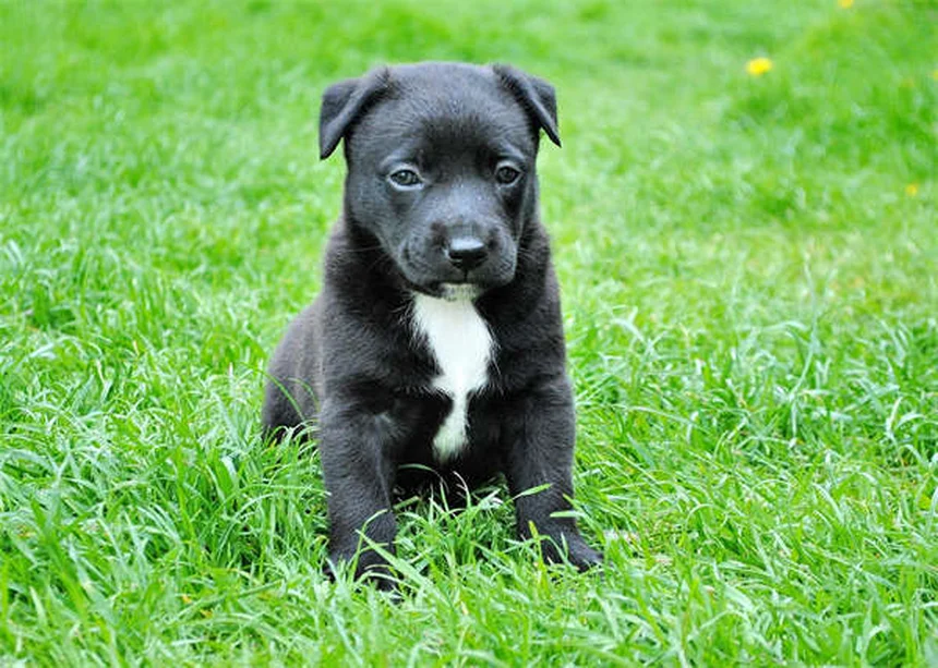 小型犬ベスト5！特徴と飼い方のコツを徹底解説