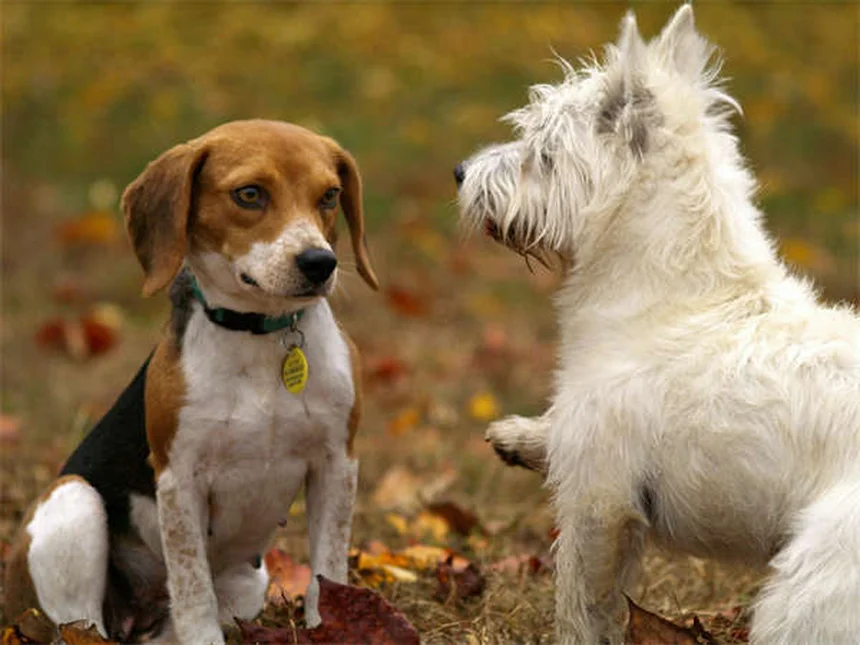 犬にNGな食べ物7選、ホリデーに危険な食材とは