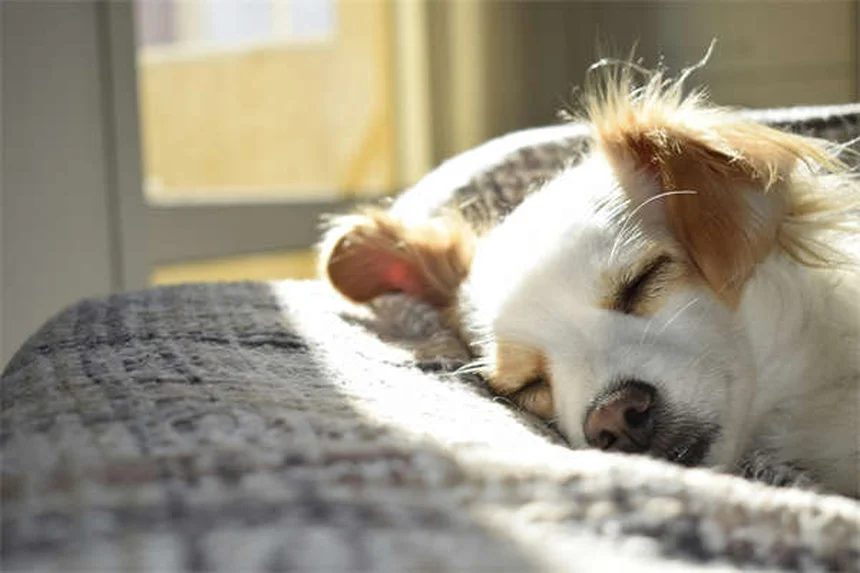 室内犬も危険！ダニ予防はたったの5分