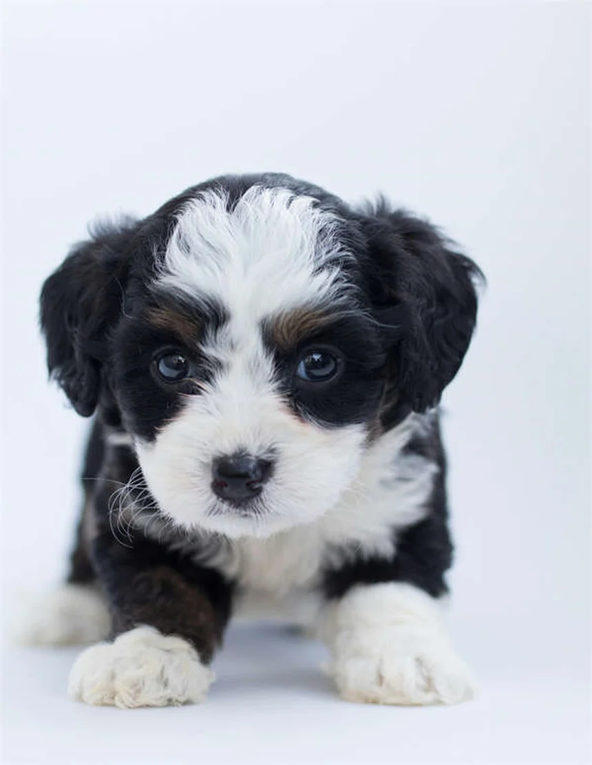 犬にPedialyteは危険？与えるリスクと正しい対処法を解説