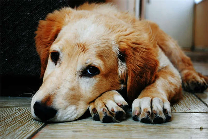 犬の胸水の症状と原因をきれいな日本語で完全解説