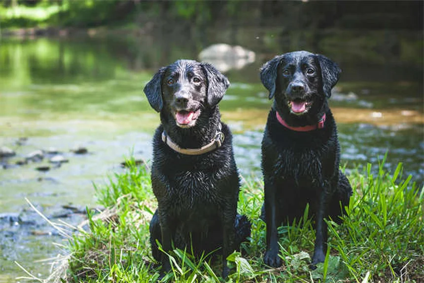 最新研究が解き明かす！犬の攻撃性を高めるホルモンの真実