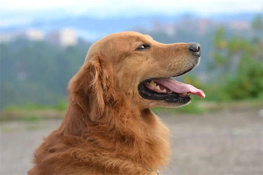 犬の笑顔の真実とは？嬉しいだけじゃない表情の意味