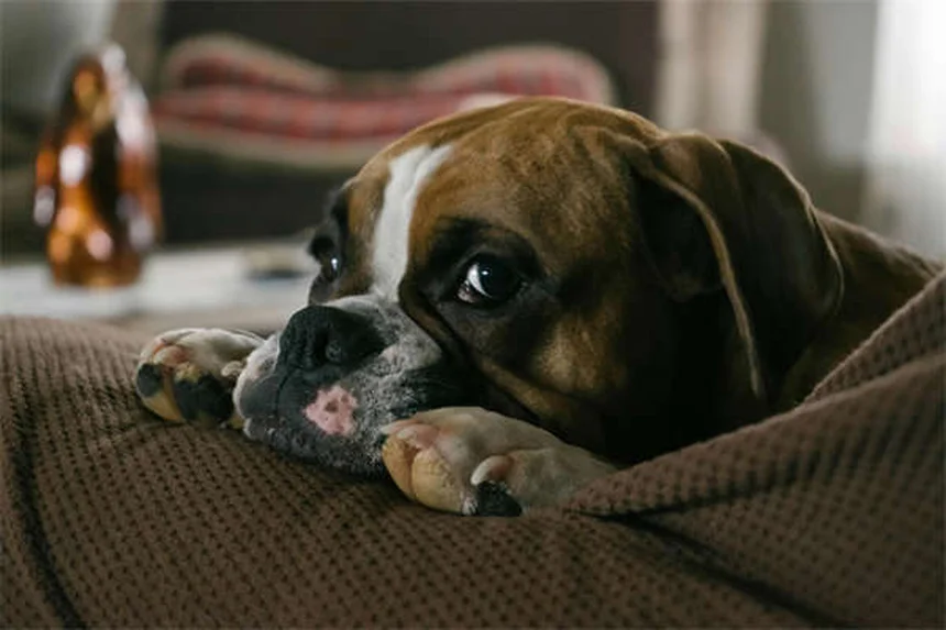 犬の笑顔の真実とは？嬉しいだけじゃない表情の意味