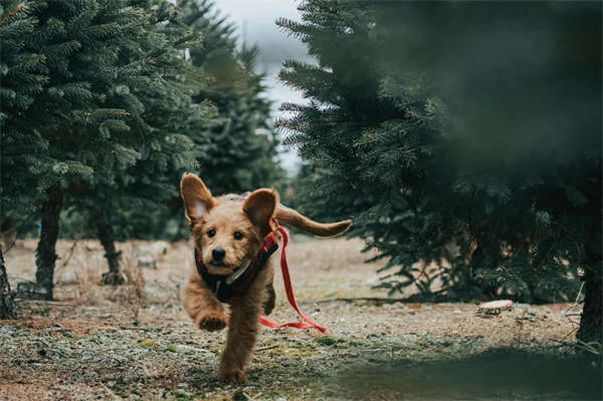犬の笑顔の真実とは？嬉しいだけじゃない表情の意味