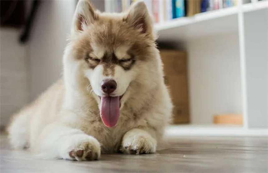 【獣医監修】犬のノミ取り浸漬剤の正しい使い方とリスク、他の治療法との比較