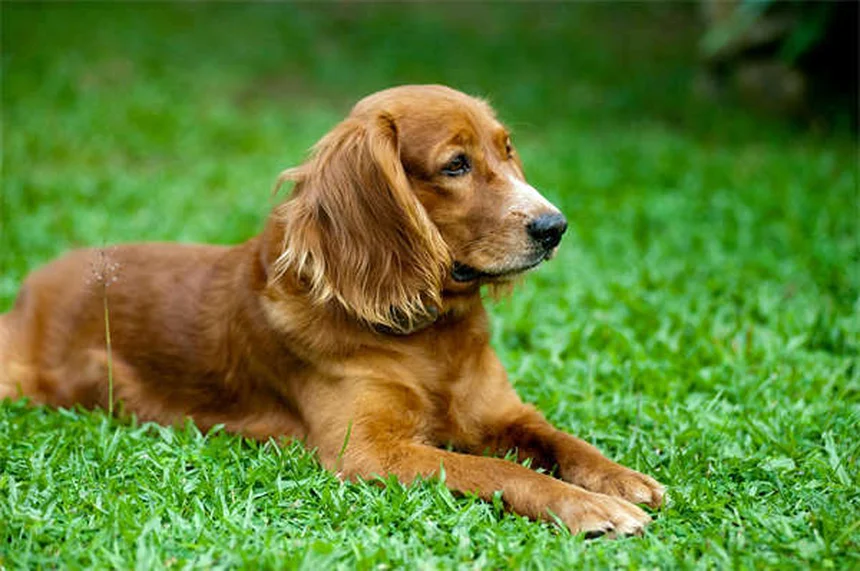 犬のくしゃみが止まらない5つの原因と正しい対処法