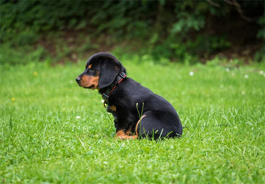 犬の鼻が持つ驚きの能力5選と健康ケア法