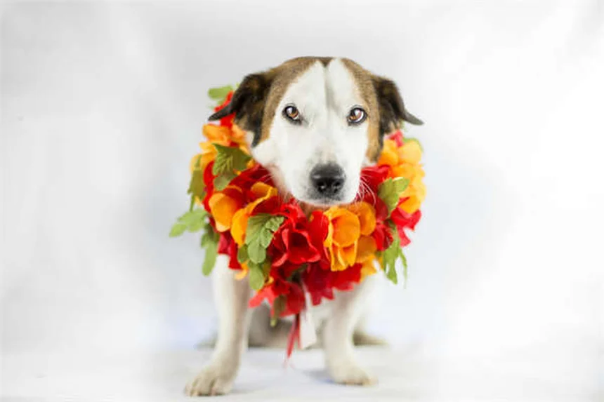 犬のため息の理由：リラックスだけじゃない5つの意味と見分け方