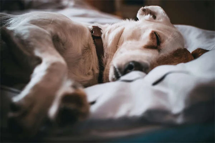 クエン酸カリウムで結石予防！犬猫の効果と注意点