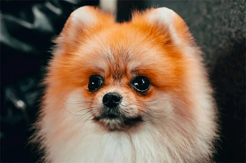 愛犬をクリスマスツリーの危険から守る6つの安全対策