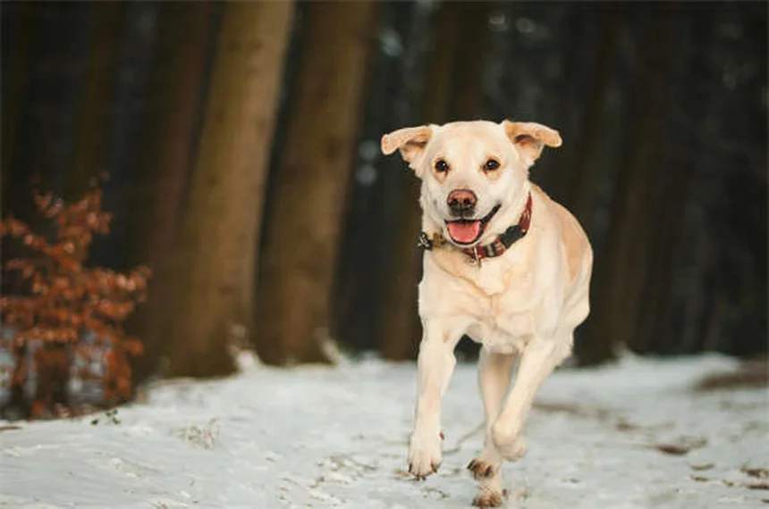 犬とクリスマスツリーを安全に楽しむ5つの基本