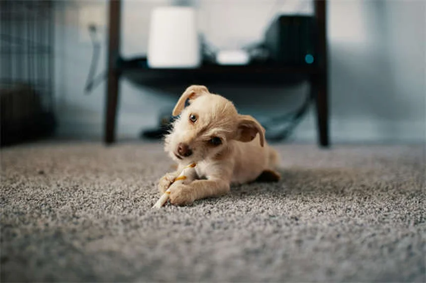 犬とクリスマスツリーを安全に楽しむ5つの基本
