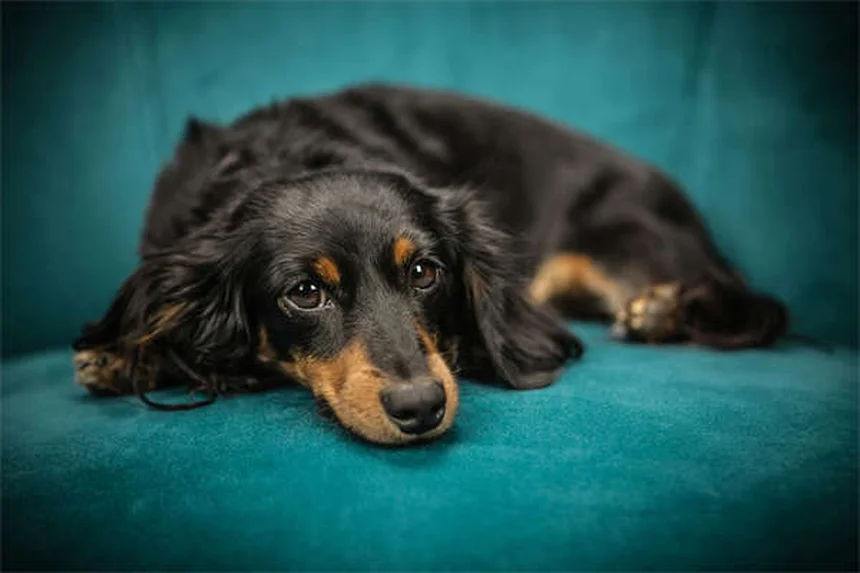 犬のトレーニングおやつ選び、プロ直伝の効果的なしつけ方