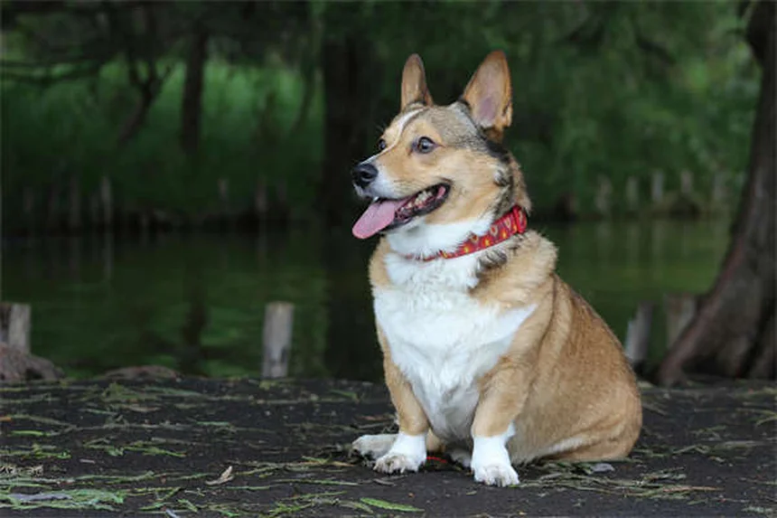犬のノミ・ダニ駆除薬中毒、症状と対処法を徹底解説