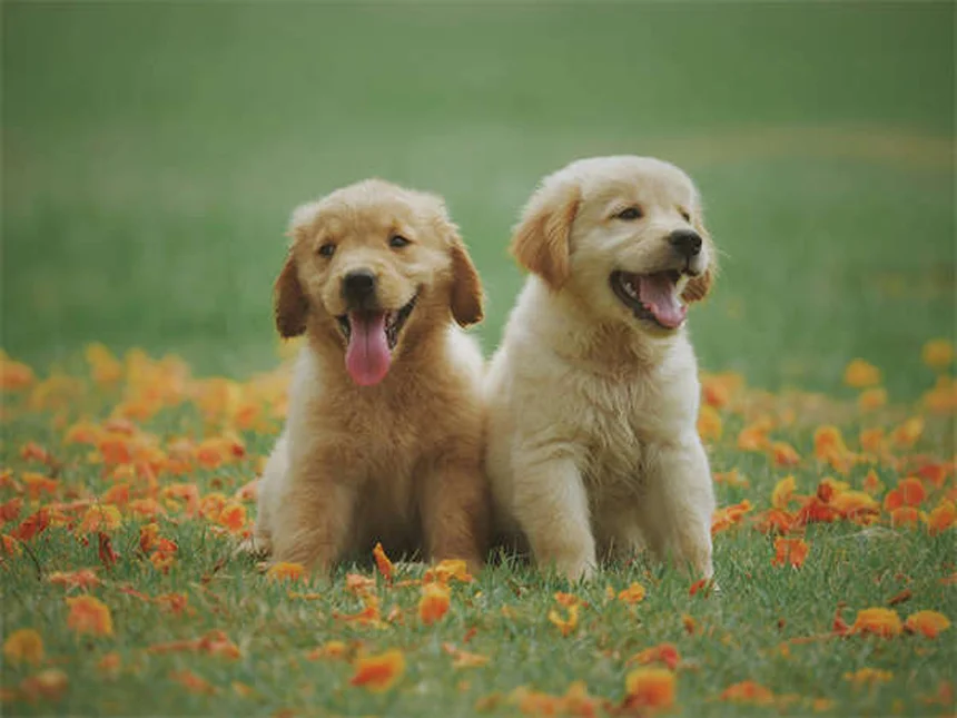 犬のノミ・ダニ駆除薬中毒、症状と対処法を徹底解説