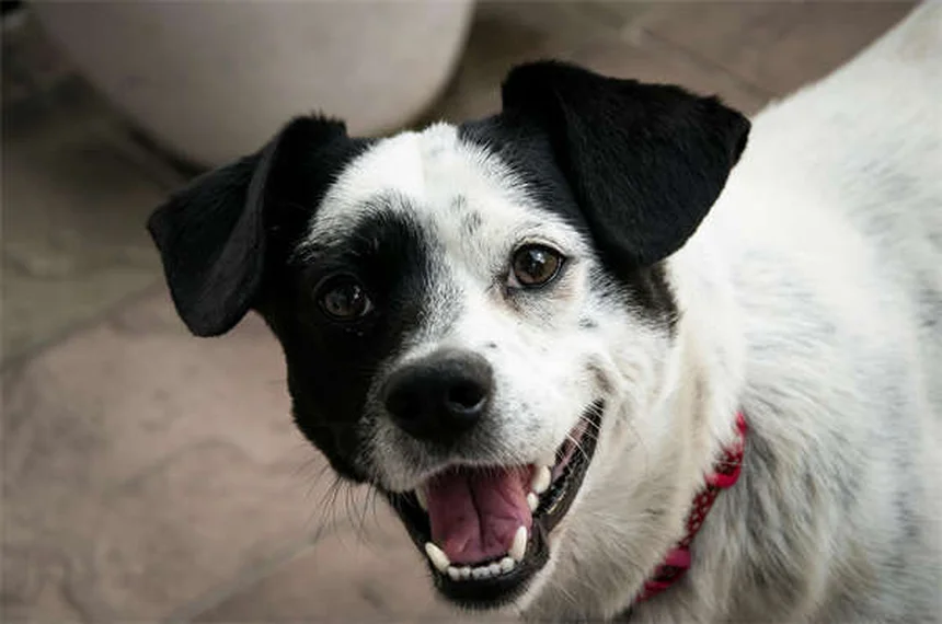 犬の心臓発作、実は超レア！症状と予防のポイント