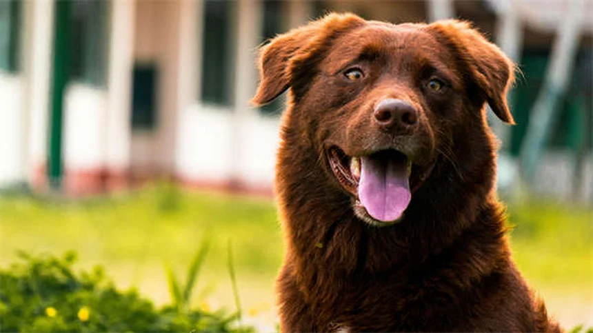 馬の狂犬病の症状と対策｜知らないと危険な理由と予防法