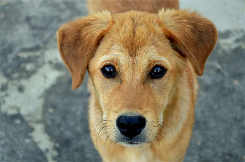 馬の狂犬病の症状と対策｜知らないと危険な理由と予防法