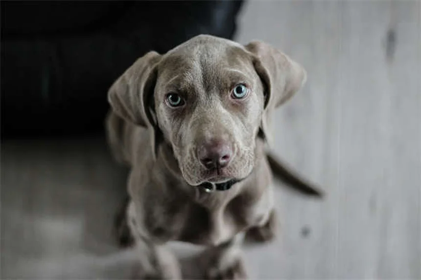 【愛犬家が教える】犬の手信号トレーニングの基本とコツ