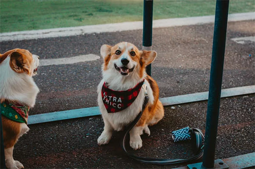 【愛犬家が教える】犬の手信号トレーニングの基本とコツ