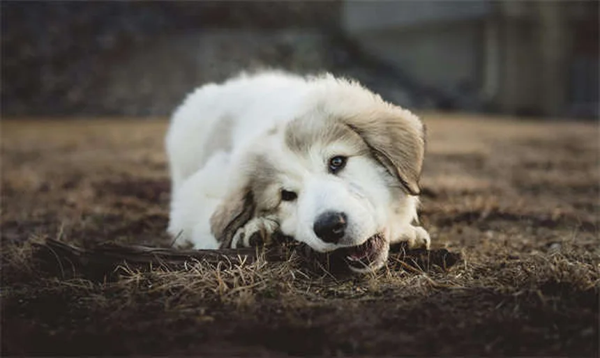 愛犬に「お話し」コマンドを教える簡単ステップ。初心者でも失敗しない方法を解説
