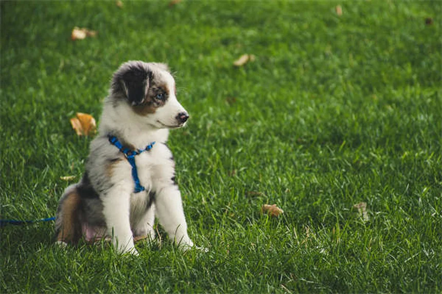 愛犬に「お話し」コマンドを教える簡単ステップ。初心者でも失敗しない方法を解説