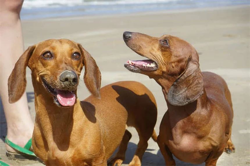 子犬の病気7つと予防法｜症状と対策を獣医師が解説