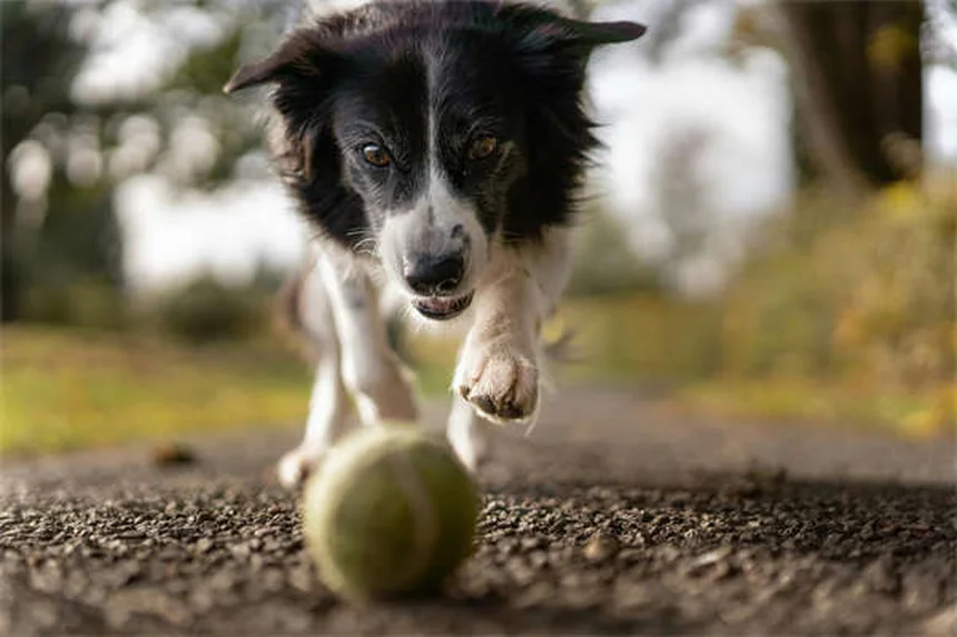 犬の安楽死のタイミング｜5つのステップで後悔しない決断をする方法