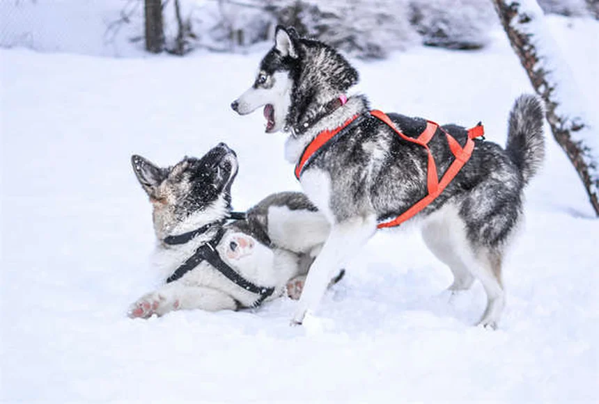 愛犬と自転車デビュー！安全に楽しむための5つのポイント