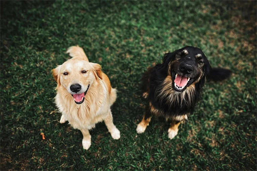犬に日焼け止めは本当に必要？知っておくべき3つのポイント
