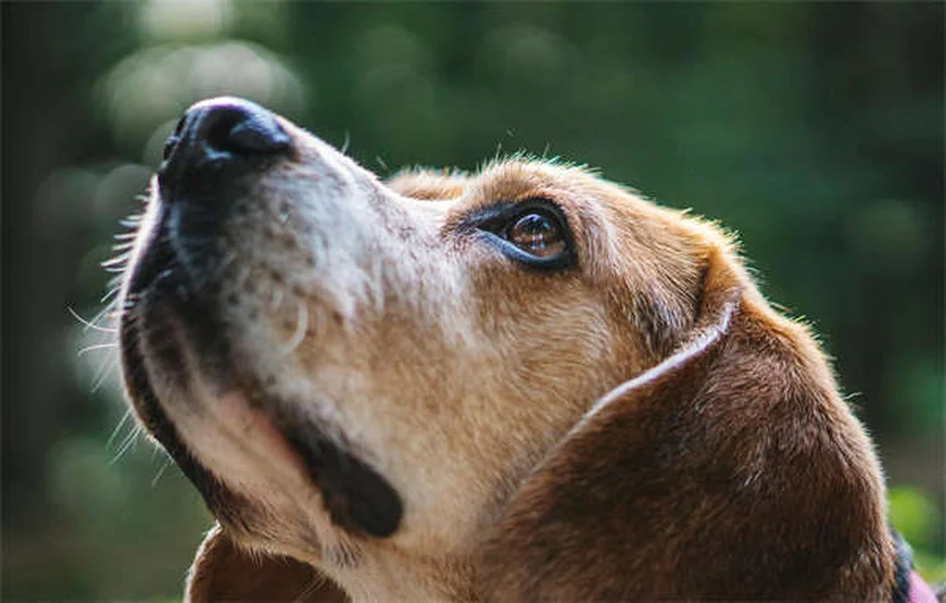 犬に日焼け止めは本当に必要？知っておくべき3つのポイント