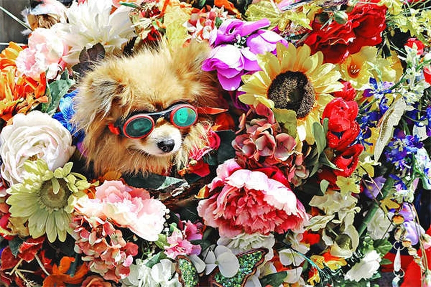 犬に日焼け止めは本当に必要？知っておくべき3つのポイント