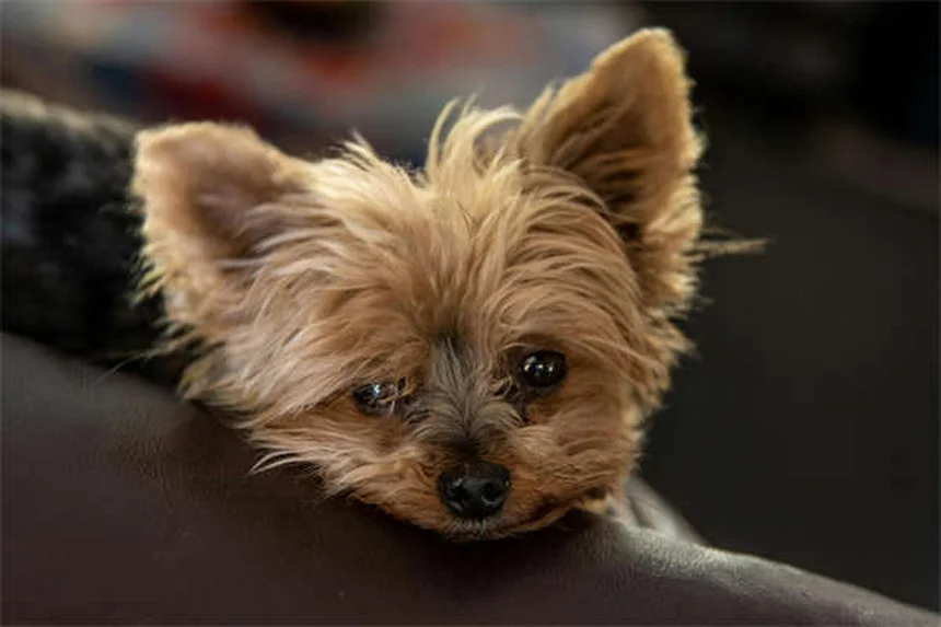 犬がフェッチしない？3ステップで教える簡単トレーニング法