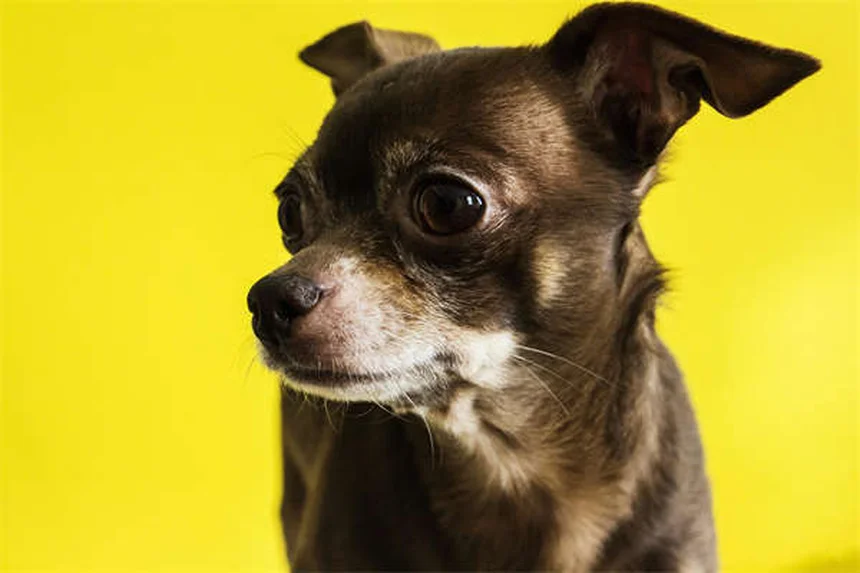 ティーツリーオイルは犬に危険！知らないと後悔する中毒症状と対処法