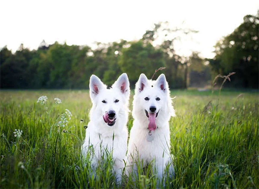 あなたの愛犬は大丈夫？危険な水7種と守る方法（今すぐ対策）