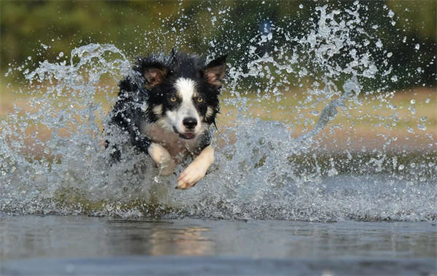 あなたの愛犬は大丈夫？危険な水7種と守る方法（今すぐ対策）